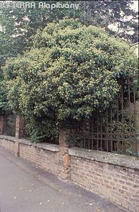 Hedera helix L. - Kznsges borostyn