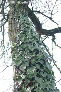 Hedera hibernica (Kirchner) Bean - r borostyn