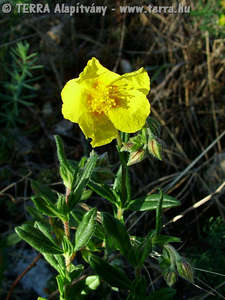 Helianthemum nummularium (L.) Mill. s. l. - Molyhos napvirg