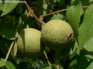 Juglans nigra L. - Fekete di