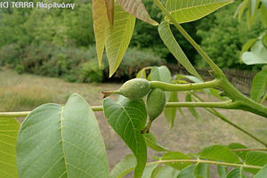 Juglans regia L. - kznsges di