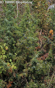 Juniperus communis L. - Kznsges borka