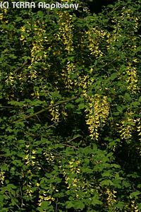 Laburnum anagyroides Medik. - Aranyes