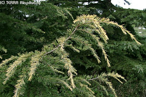 Larix decidua Mill. - Vrsfeny