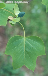 Liriodendron tulipifera L. - Tulipnfa