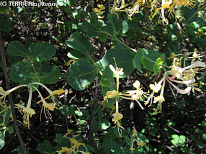 Lonicera caprifolium L. - Jeriki lonc