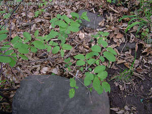 Lonicera xylosteum L. - krkelonc