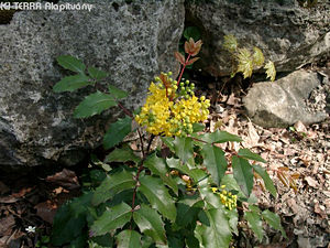 Mahonia aquifolium (Pursh) Nutt. - Mahonia