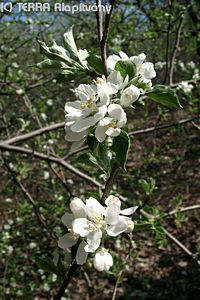 Malus sylvestris (L.) Mill. - Vadalma