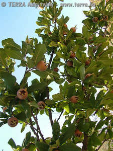 Mespilus germanica L. - Naspolya