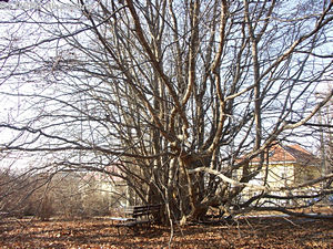 Parrotia persica C. A. Meyer - Kaukzusi vasfa