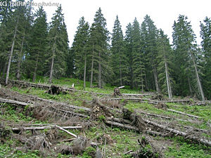 Picea abies (L.) Karsten - Lcfeny