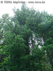 Pinus cembra L. - Cirbolyafeny