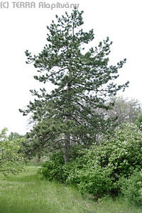 Pinus nigra Arnold - Fekete feny