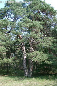 Pinus sylvestris L. - Erdei feny