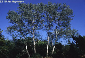 Populus alba L. - Fehr nyr