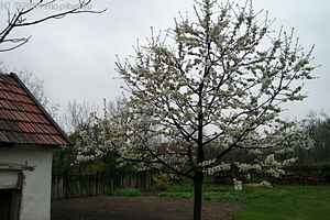 Prunus avium L. - Cseresznye