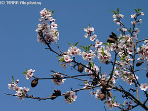 Prunus dulcis (Mill) D. A. Webb - Mandula