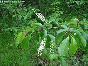 Prunus serotina Ehrh. - Ksei frtsmeggy