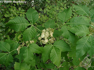 Ptelea trifoliata L. - Alsfa