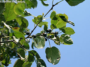 Rhamnus catharthicus L. - Varjtvis