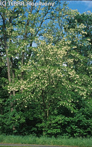 Robinia pseudo-acacia L. - Fehr akc