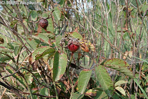 Rosa gallica L. - Parlagi rzsa