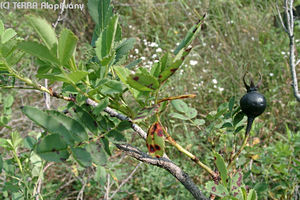 Rosa spinosissima L. - Jajrzsa