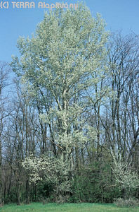 Salix alba L. - Fehr fz