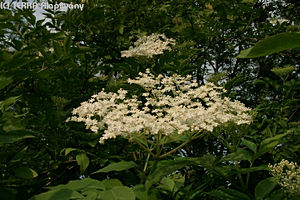 Sambucus nigra L. - Fekete bodza