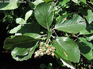 Sorbus aria (L.) Cr. - Lisztes berkenye