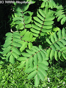 Sorbus aucuparia L. - Madrberkenye