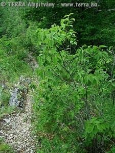 Syringa vulgaris L. - Kznsges orgona