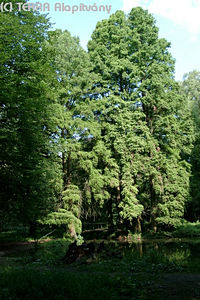 Taxodium distichum (L.) L.C.M. Rich. - Virginiai mocsrciprus