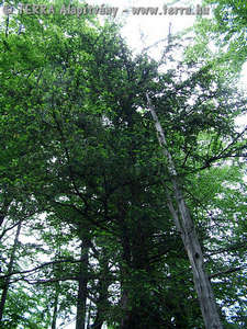 Taxus baccata L. - Tiszafa