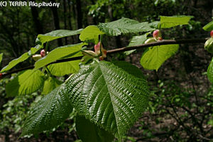 Tilia platyphyllos Scop. - Nagylevel hrs