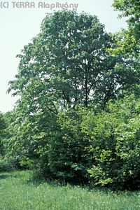 Tilia tomentosa Mnch - Ezsthrs