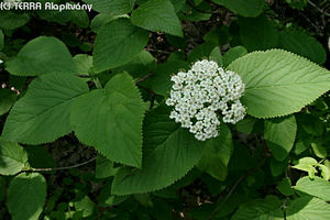 Viburnum lantana L. - Ostormnfa