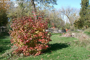 Viburnum opulus L. - Knyabangita