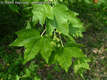 Acer acuminatilobum J. Papp - Mtrai sjuhar