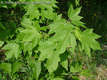 Acer acuminatilobum J. Papp - Mtrai sjuhar