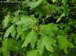 Acer acuminatilobum J. Papp - Mtrai sjuhar