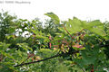 Acer campestre L. - Mezei juhar