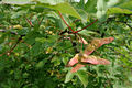 Acer campestre L. - Mezei juhar