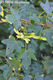 Acer campestre L. - Mezei juhar