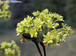 Acer campestre L. - Mezei juhar