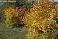 Acer campestre L. - Mezei juhar