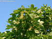Acer pseudo-platanus L. - Hegyi juhar