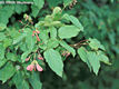 Acer tataricum L. - Tatrjuhar