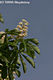 Aesculus hippocastanum L. - Vadgesztenye